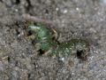 Rhyacophila sp.